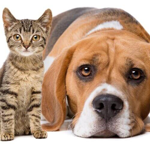 An adorable kitten and a sweet dog.