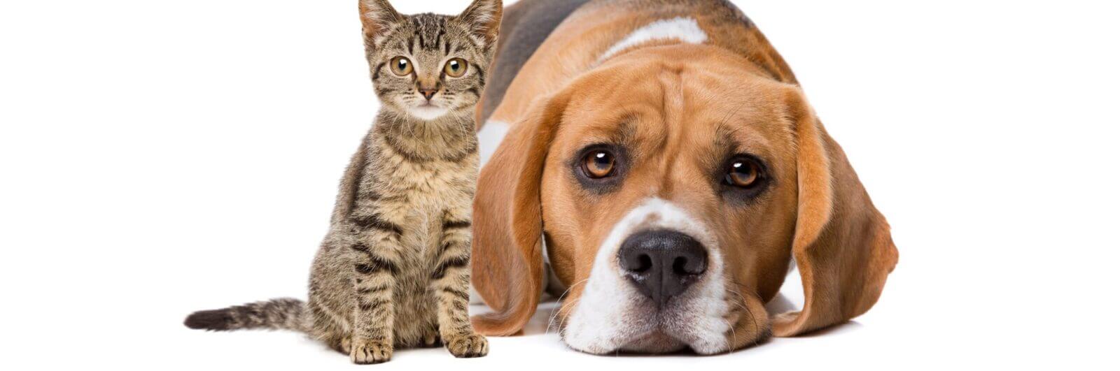 An adorable kitten and a sweet dog.